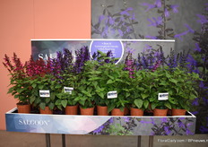 The new Salgoon serie of Hilverdakooij. The serie contains five colours that are all compareble as it comes to growth.